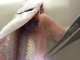 Probebefischung Dez.2009 007.jpg